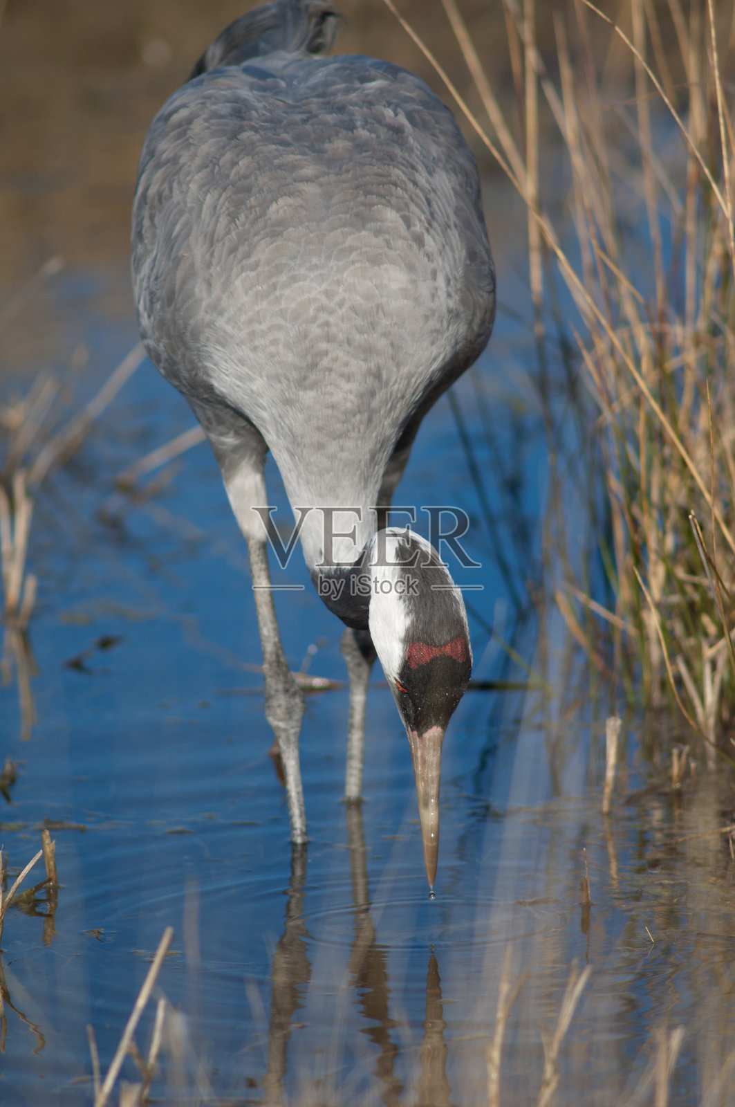 湖中的一只普通鹤。照片摄影图片