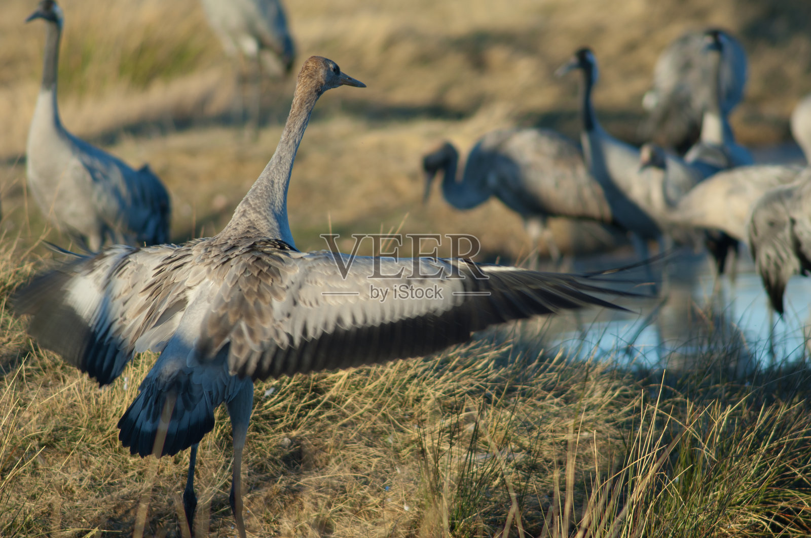 普通鹤扑扇着翅膀。照片摄影图片