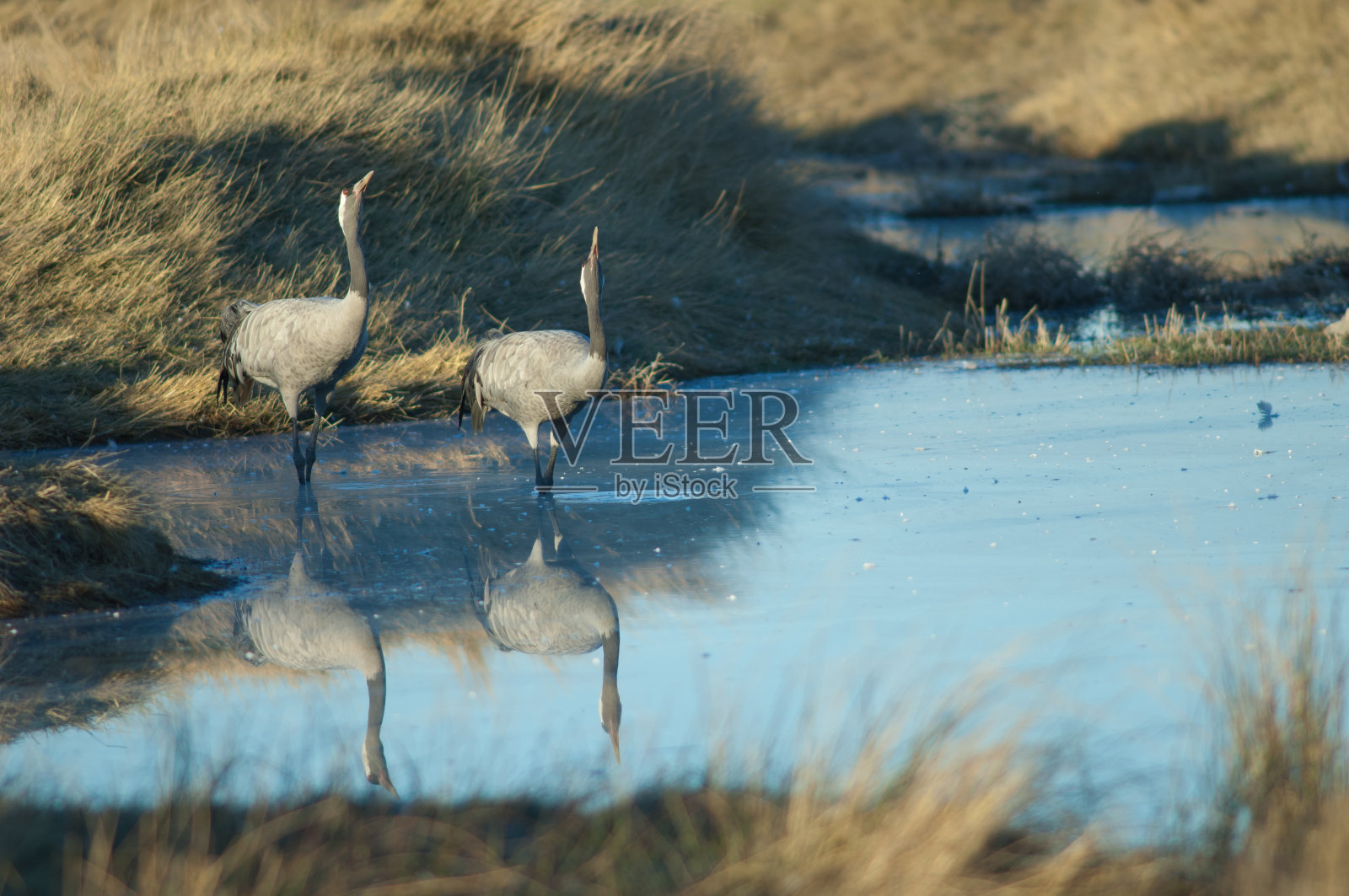 普通的鹤在泻湖里。照片摄影图片