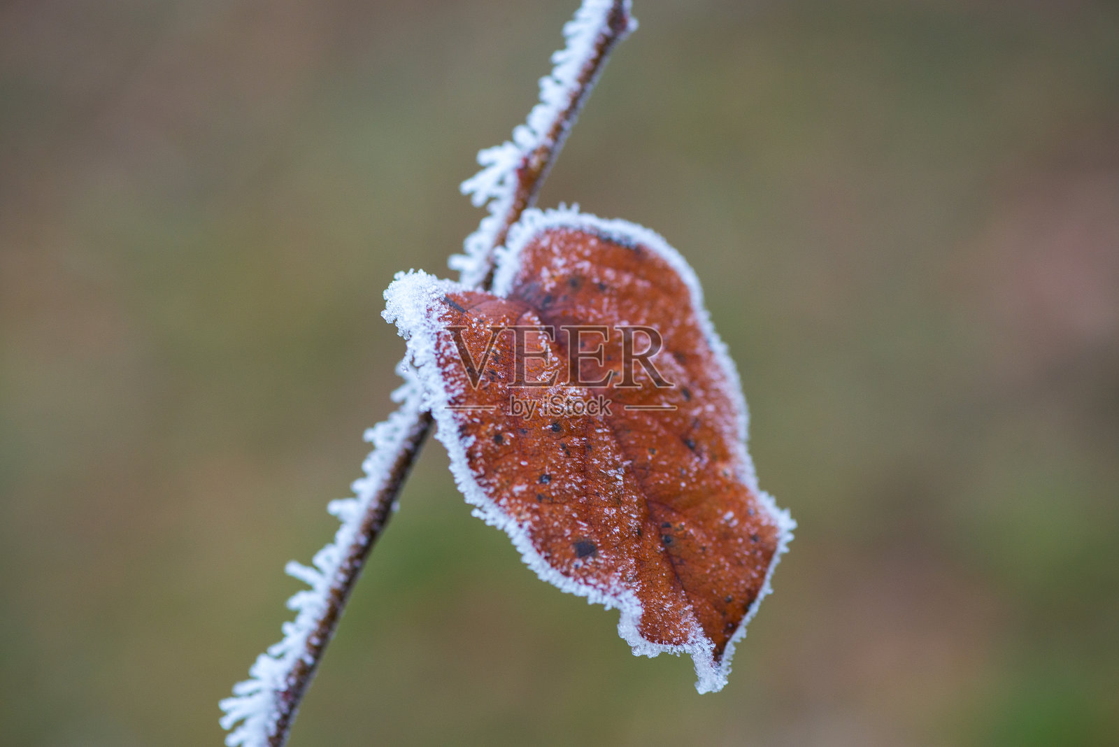 干叶照片摄影图片
