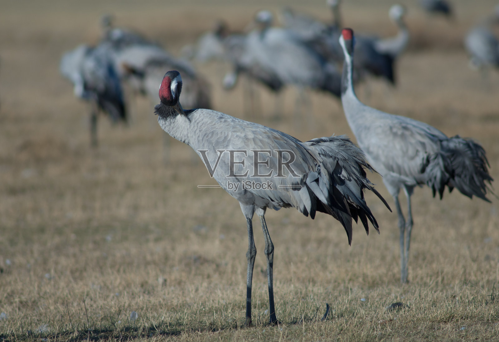 普通鹤在草地上。照片摄影图片