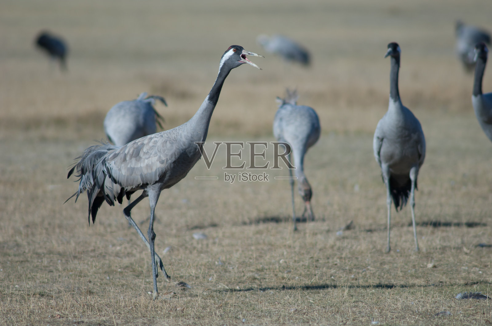 普通鹤在草地上。照片摄影图片