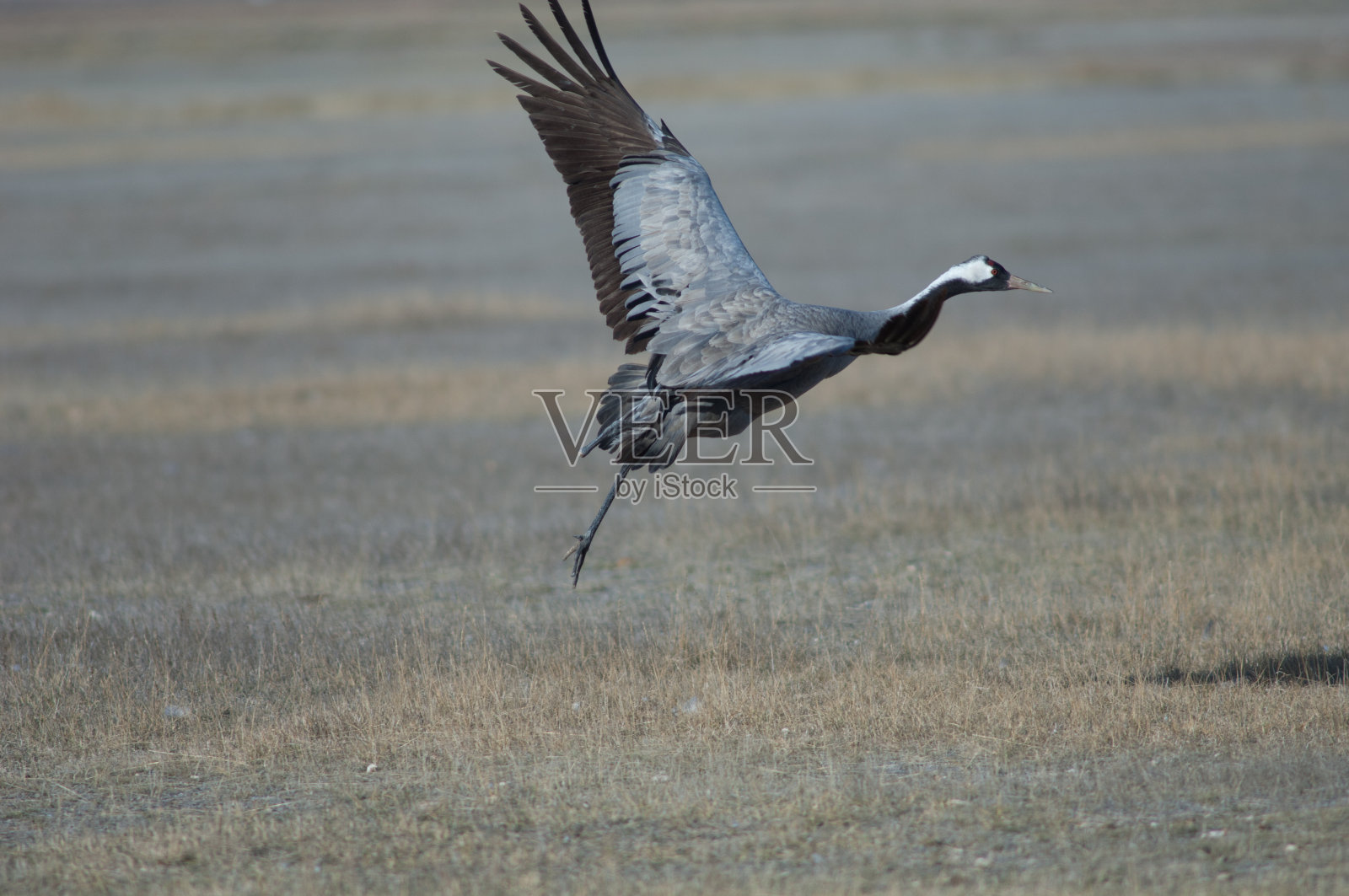 草地上的一只普通鹤。照片摄影图片
