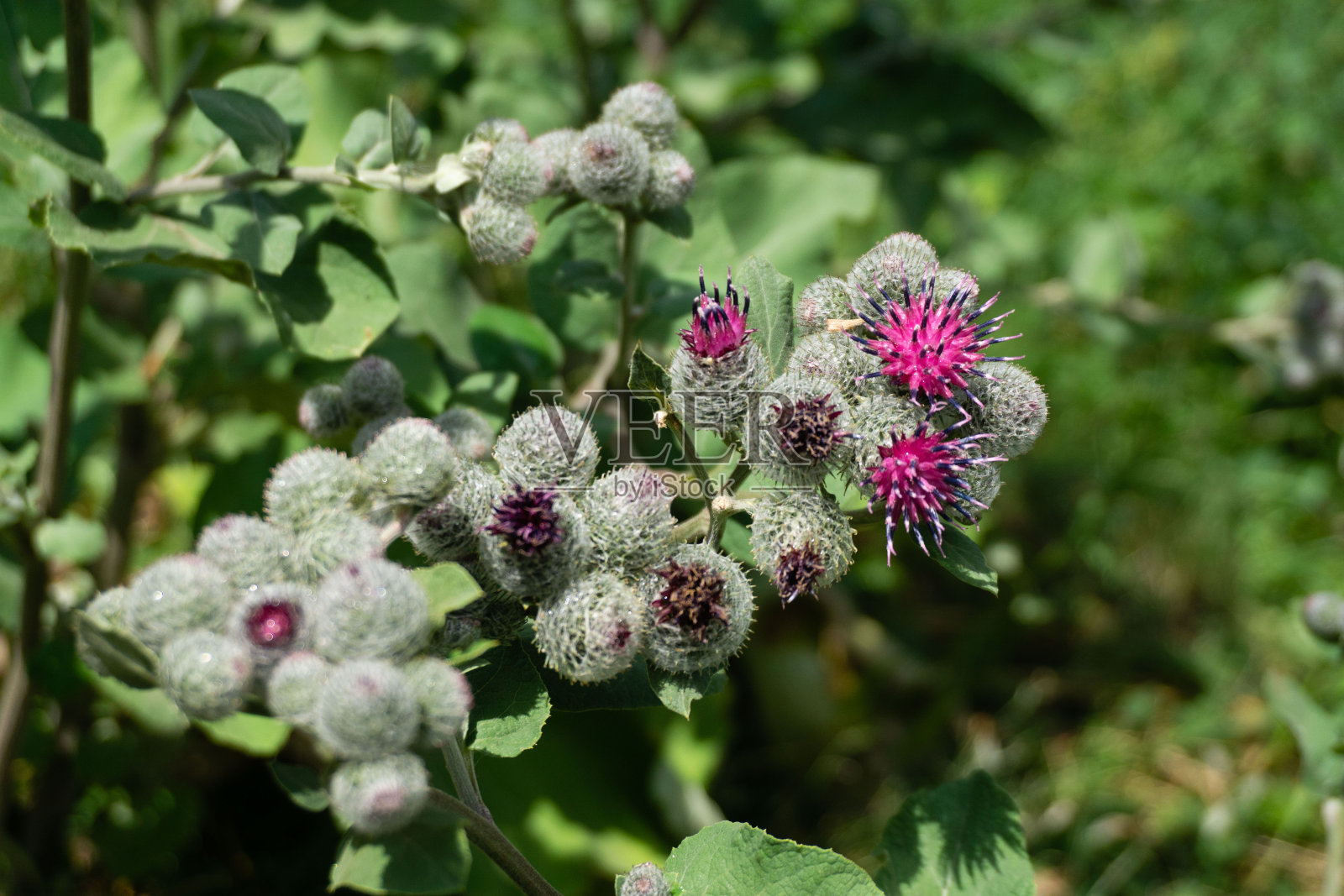 蓟紫罗兰花——牛蒡，花蕾几乎不开放照片摄影图片