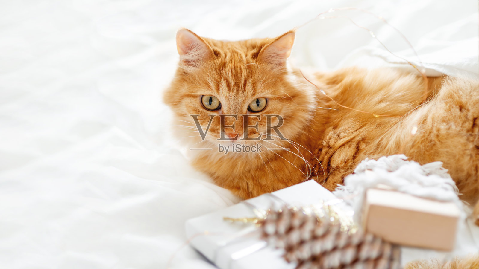 可爱的姜黄色猫躺在新年礼物堆旁边。白色床单上毛茸茸的宠物。毛茸茸的家畜在平安夜。冬天的早晨，在舒适的家里。照片摄影图片