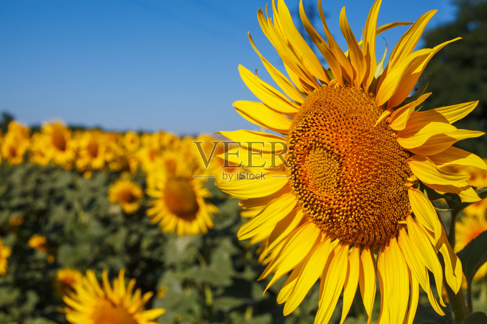 向日葵田上，蓝色天空背景上的黄色向日葵花照片摄影图片