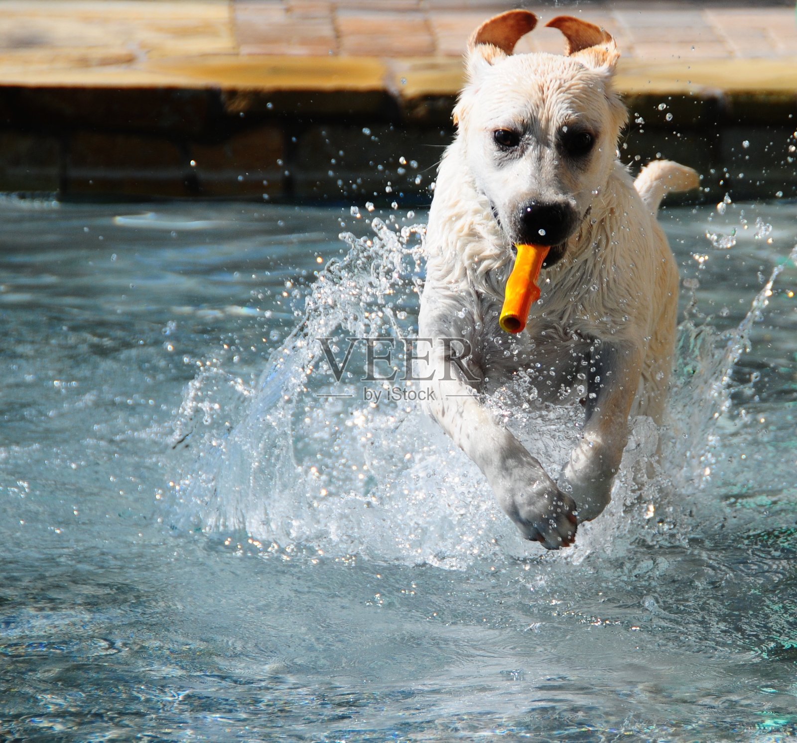 拉布拉多寻回犬小狗照片摄影图片
