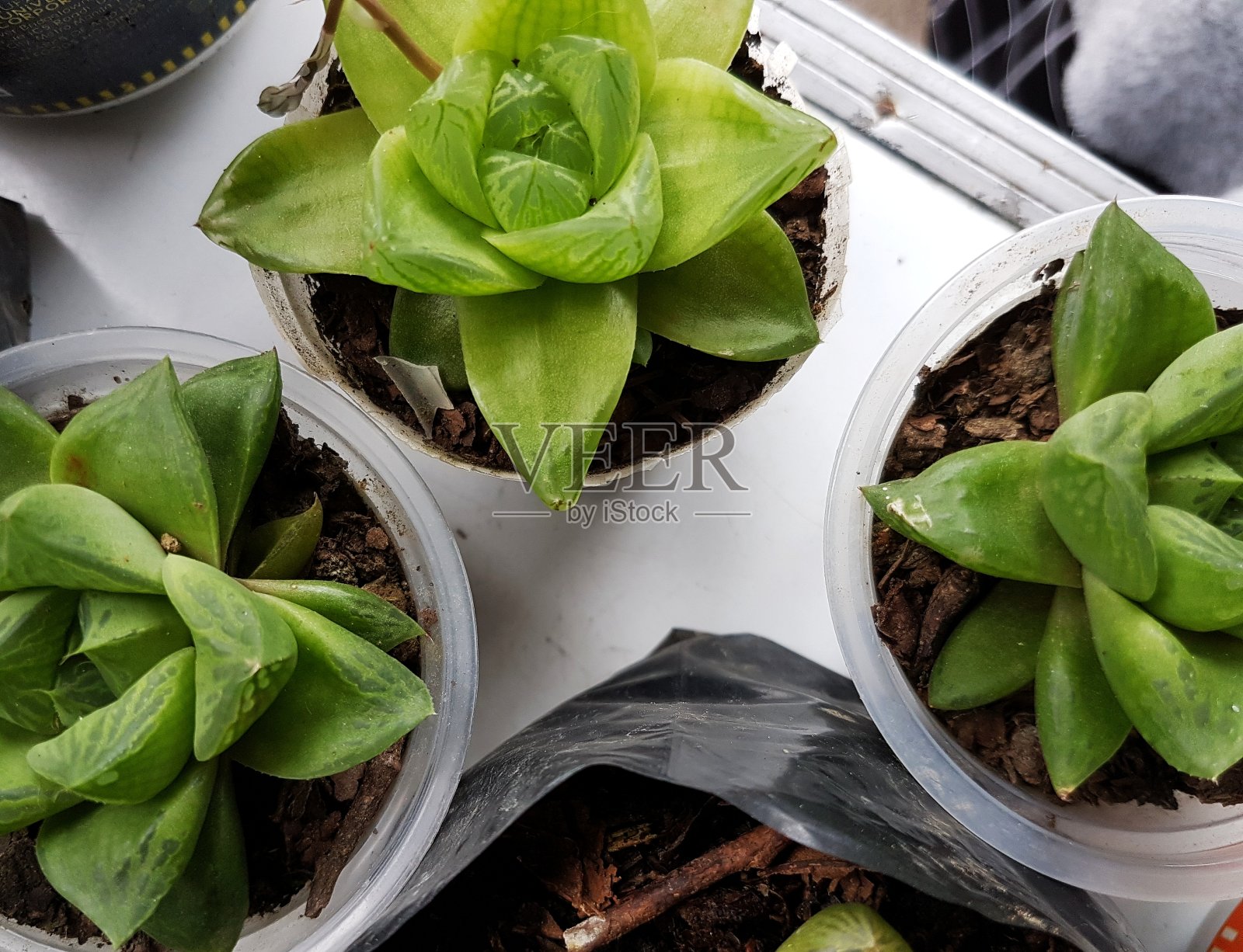 明星窗口植物照片摄影图片