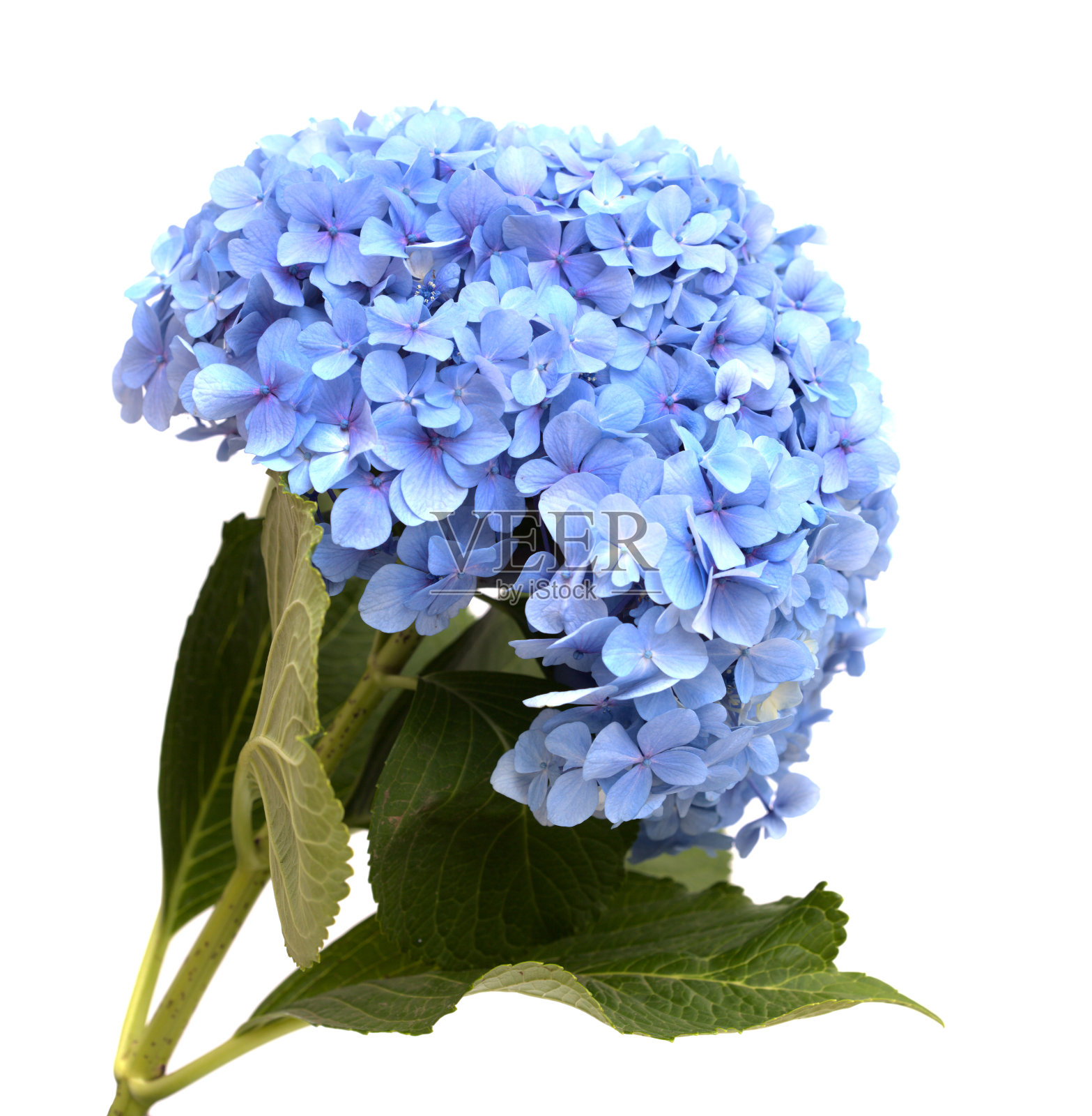 花蓝色的大绣球，大叶绣球孤立上白色照片摄影图片