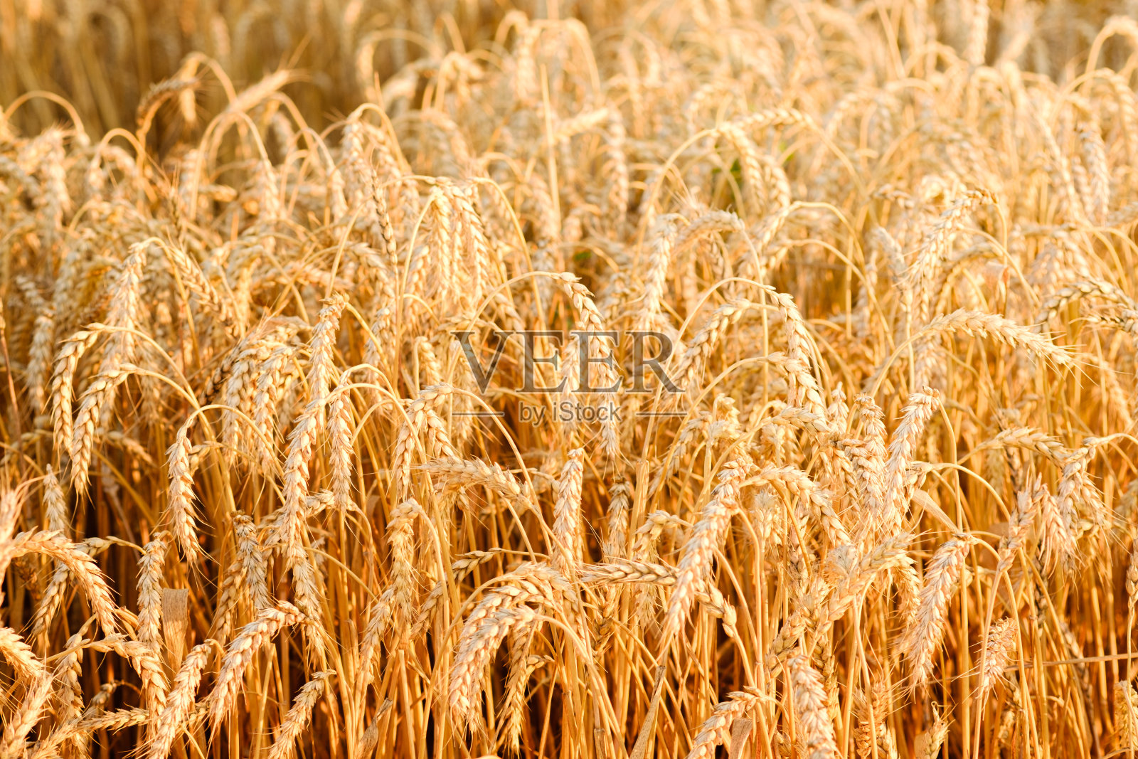 麦田。金色的小麦穗特写。美丽的自然日落景观。阳光下的乡村风光。丰收的概念。照片摄影图片