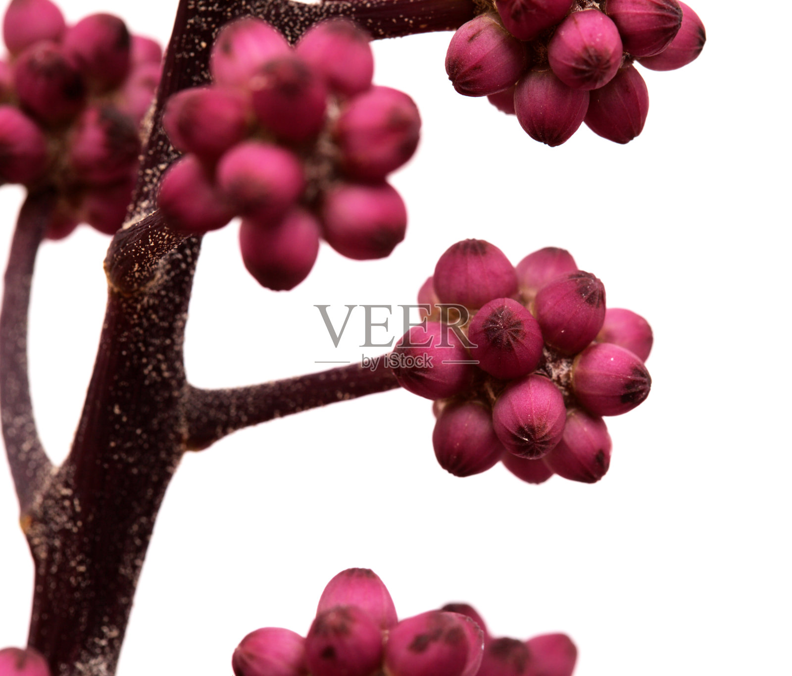 澳大利亚伞树小花蕾簇，孤立在白色背景上照片摄影图片