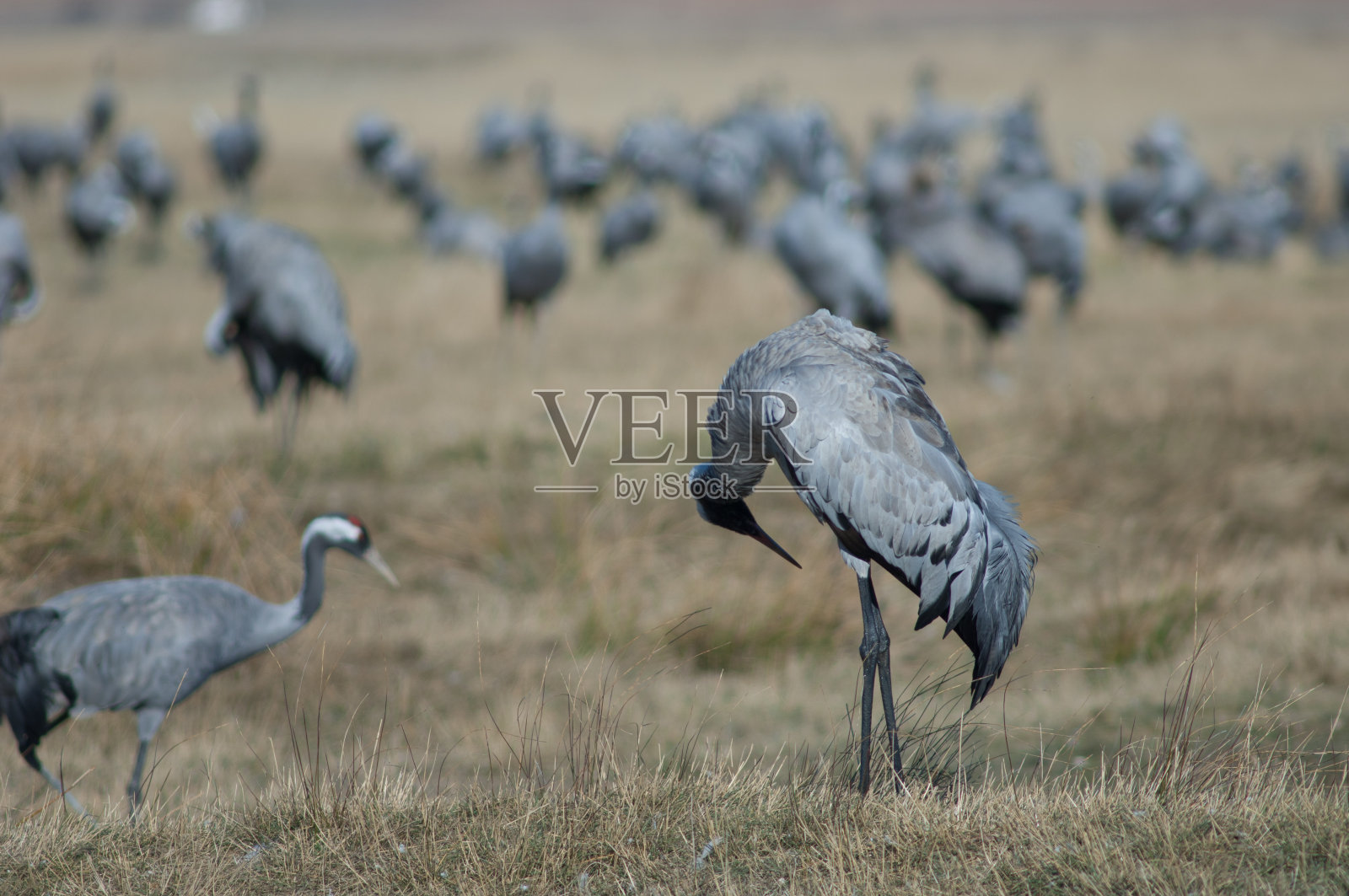 普通鹤正在梳理自己的羽毛。照片摄影图片