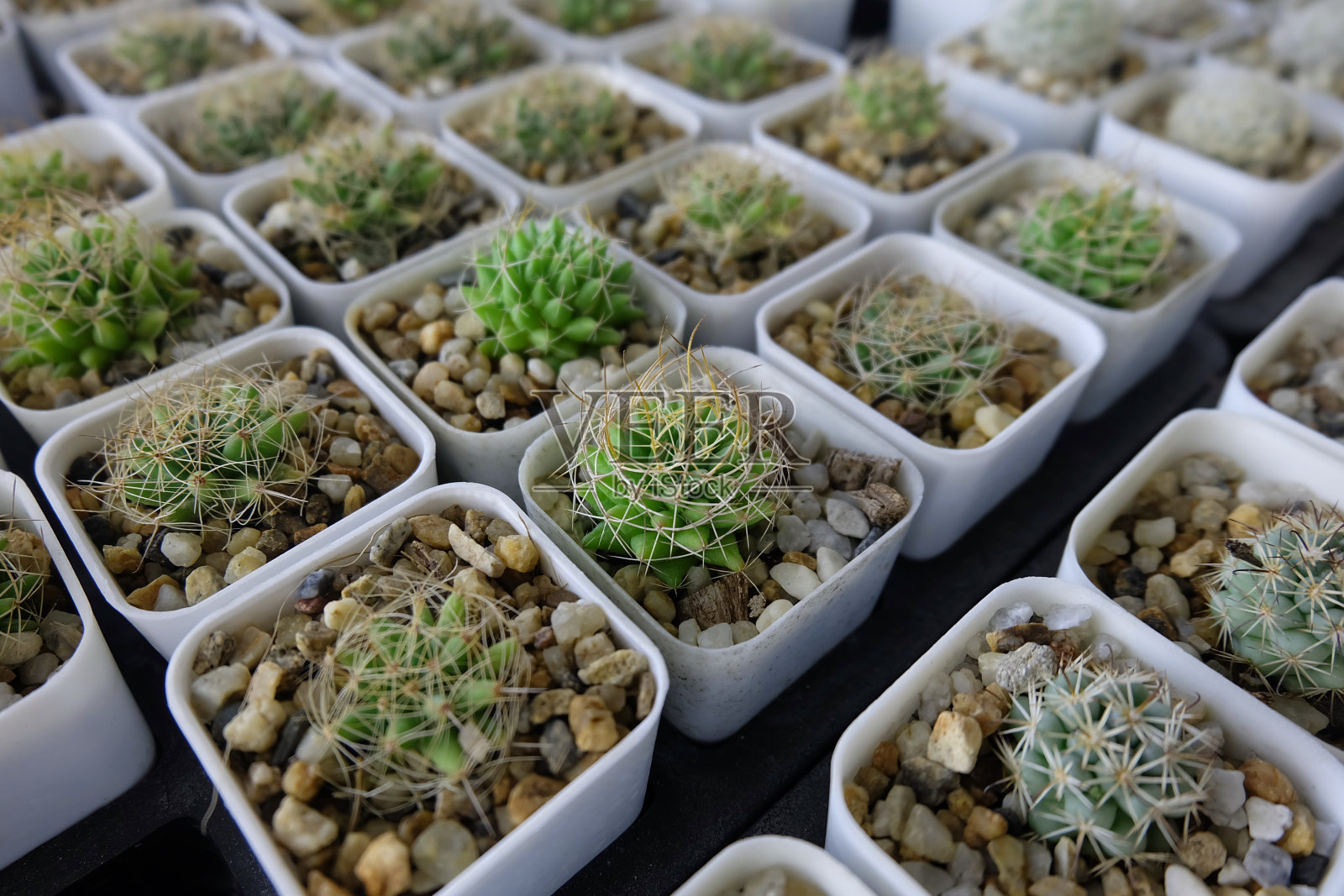 一组仙人掌在一个盆。彩色的美丽的仙人掌或多肉植物在盆图案的背景。这种植物用于装饰家庭，办公室，客厅或花园。照片摄影图片