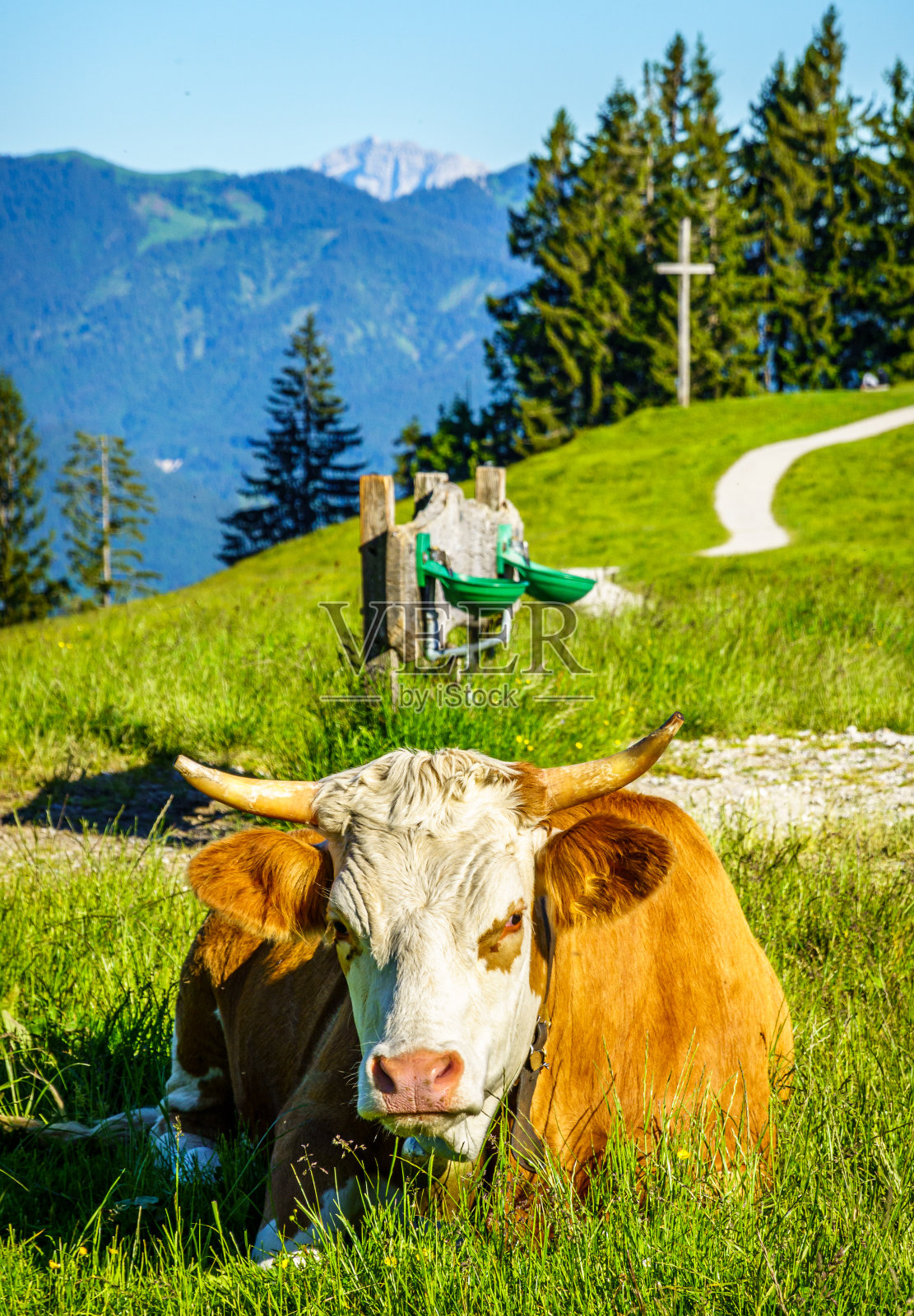 好牛照片摄影图片
