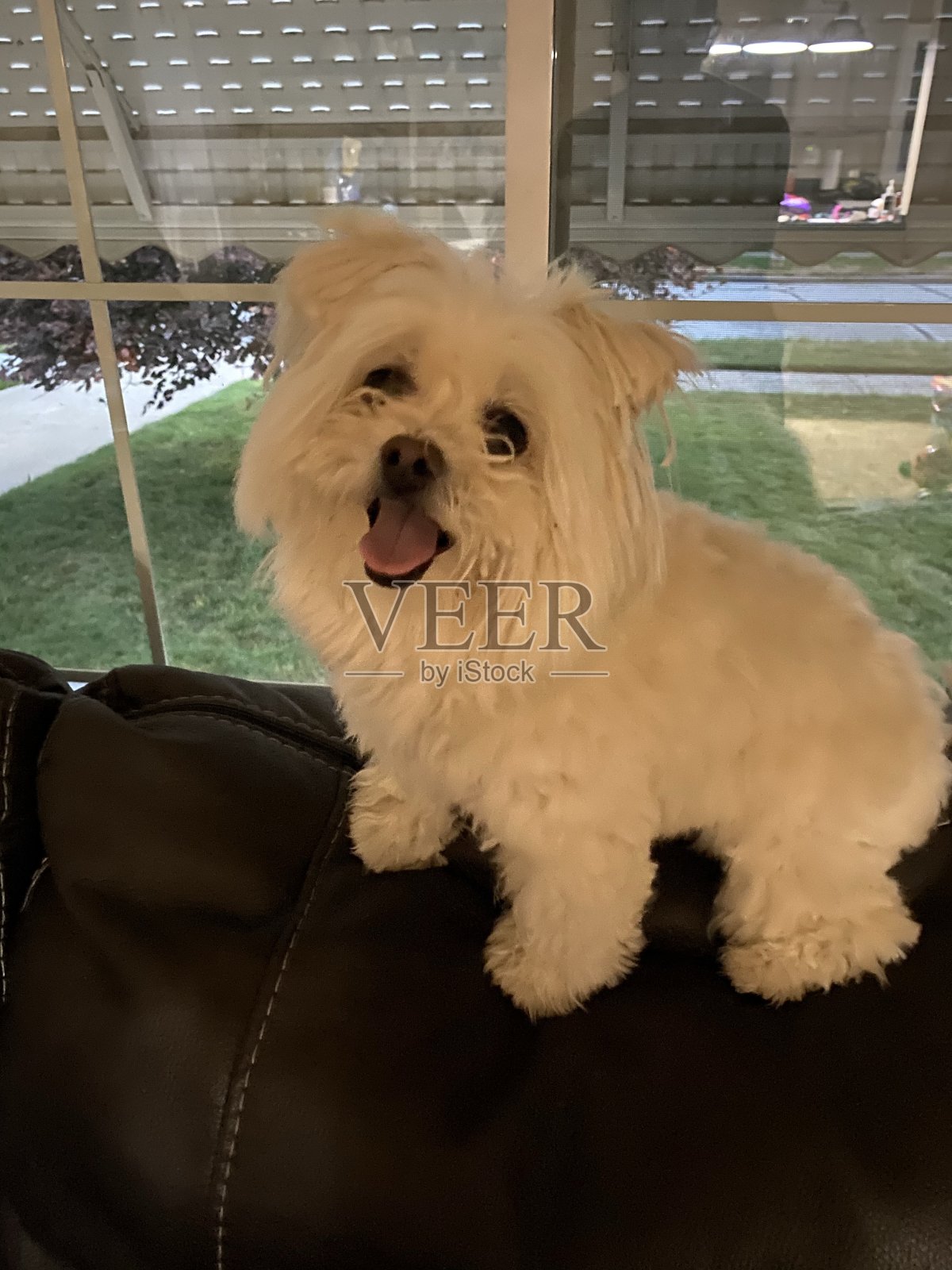 多戈照片摄影图片