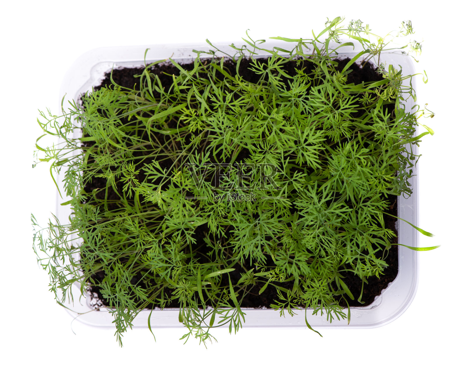 豆芽照片摄影图片