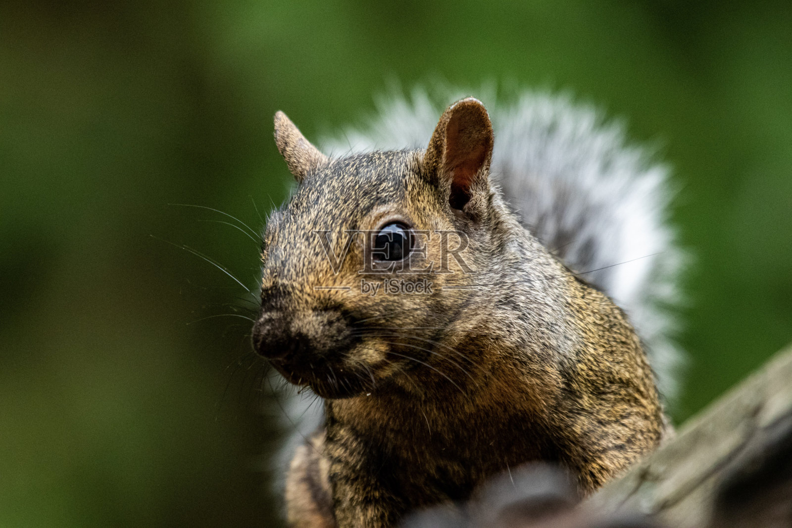 松鼠的特写照片摄影图片