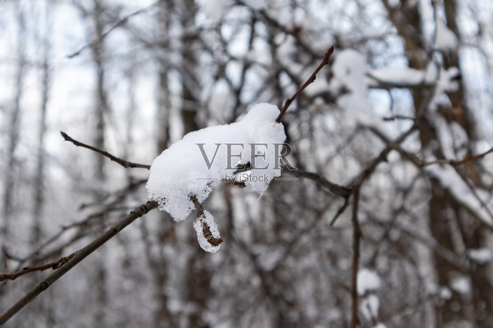 融化的春季雪在冬季的特写时间照片摄影图片
