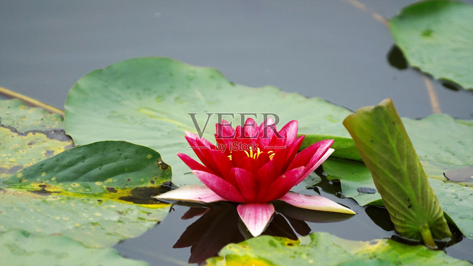 鹤屿温泉莲花与睡莲的合作照片摄影图片