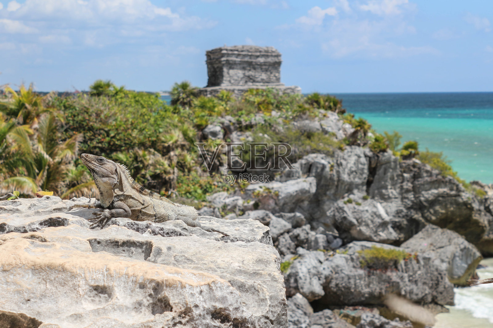 图卢姆遗址前的鬣蜥照片摄影图片