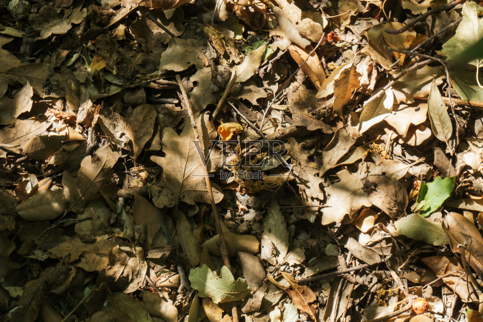 自然的模式。枯黄的落叶。秋天的背景。照片摄影图片