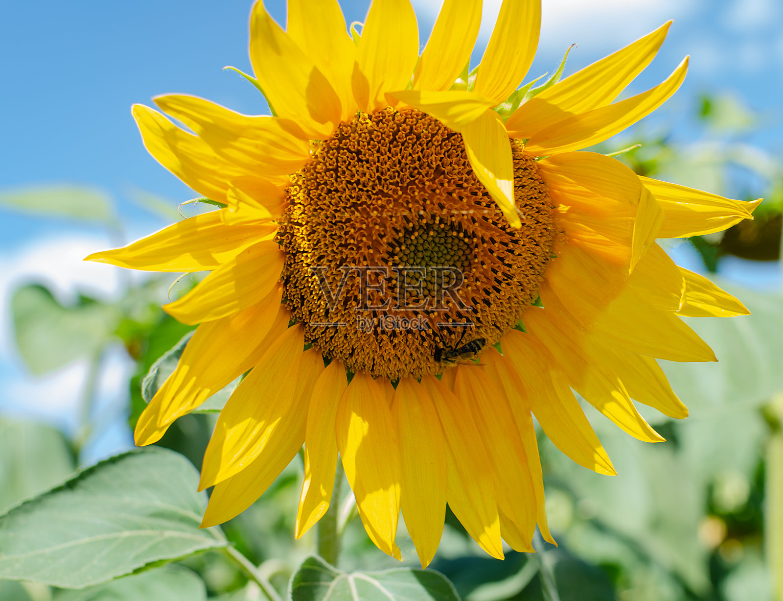向日葵黄色的花映衬着蓝色的天空，花瓣和雄蕊照片摄影图片