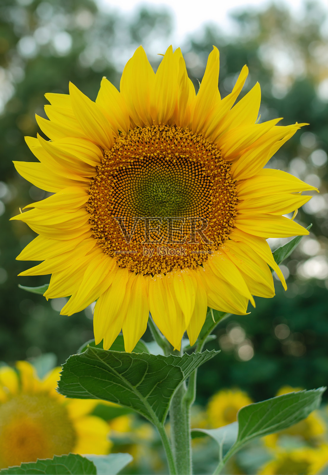 黄色的向日葵花有花瓣和雄蕊，照片摄影图片