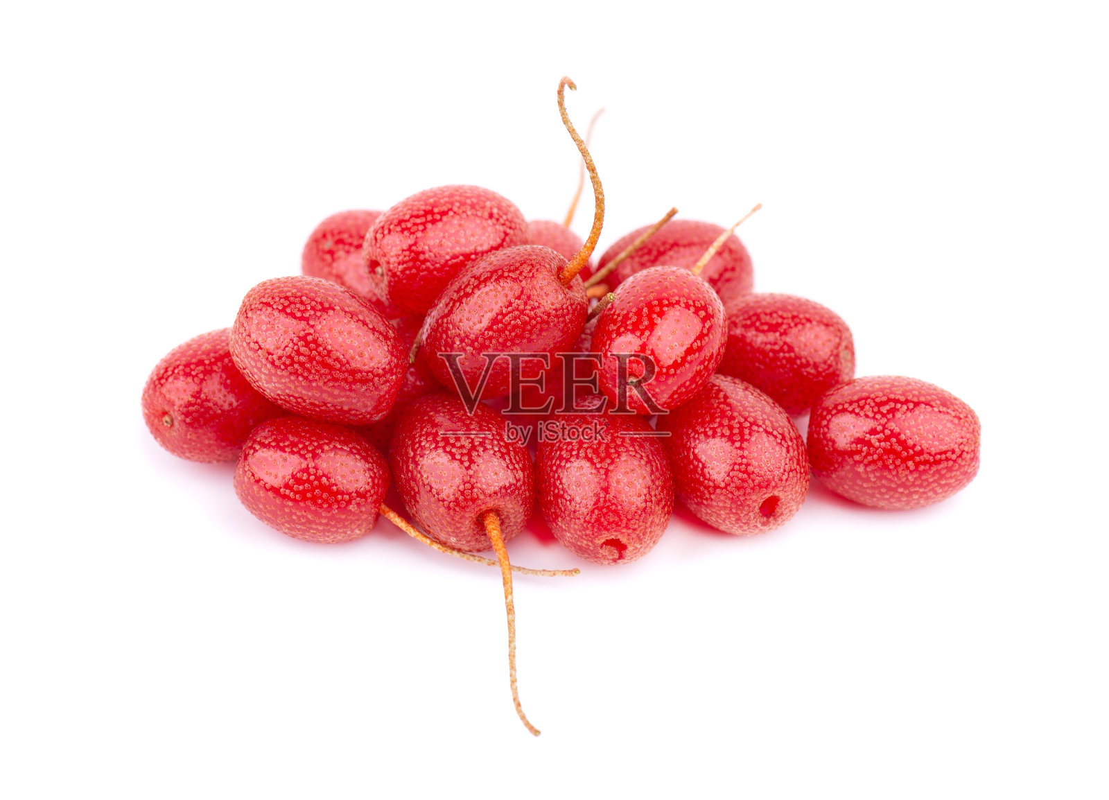 多花梧桐在白色背景上分离。樱桃，樱桃银莓，狗鱼，狗鱼。照片摄影图片