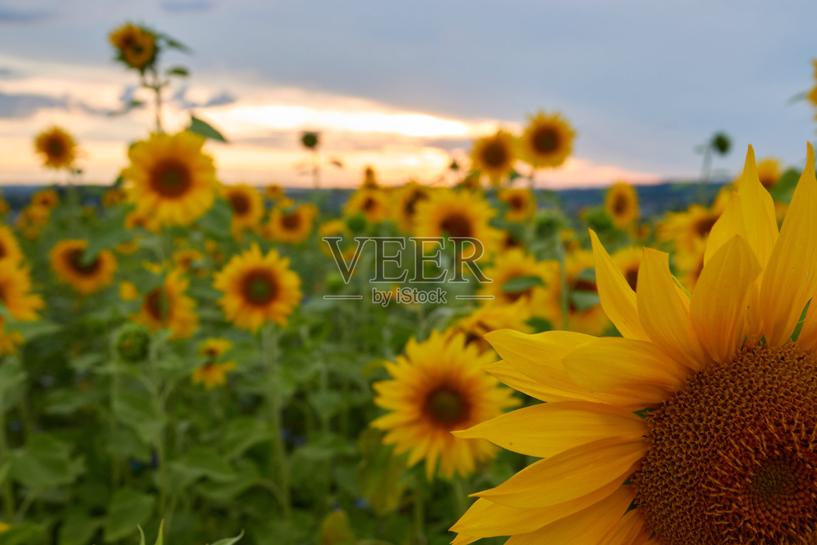 部分向日葵(Helianthus annuus)在细节上，其他植物在背景中，天空发出橙色的光芒。德国。照片摄影图片