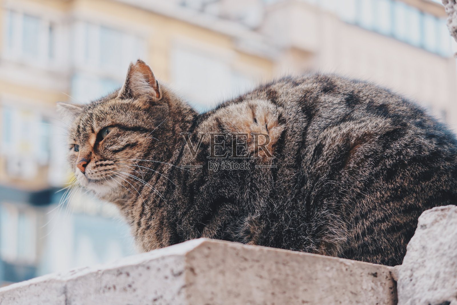 猫在伊斯坦布尔照片摄影图片