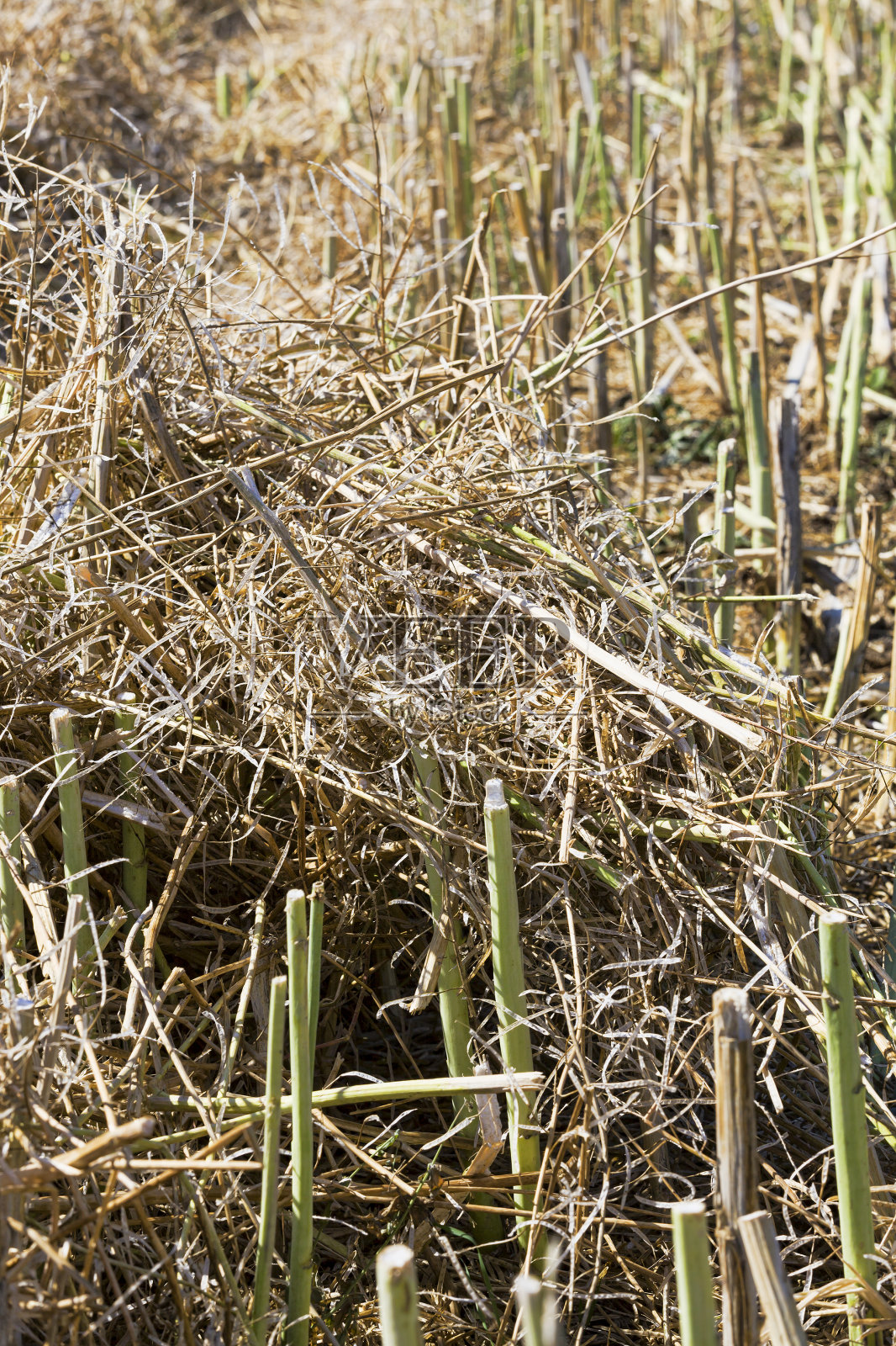 油菜籽,特写照片摄影图片