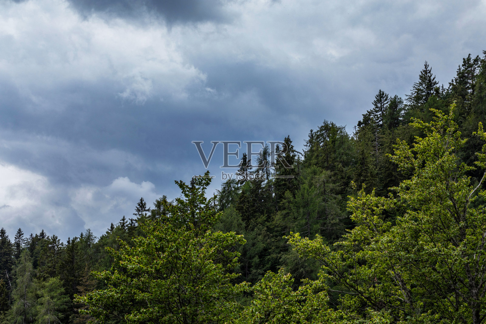 在威尼斯朱利亚Friuli的山区景观，冷杉和山毛榉森林在多云的天空下照片摄影图片