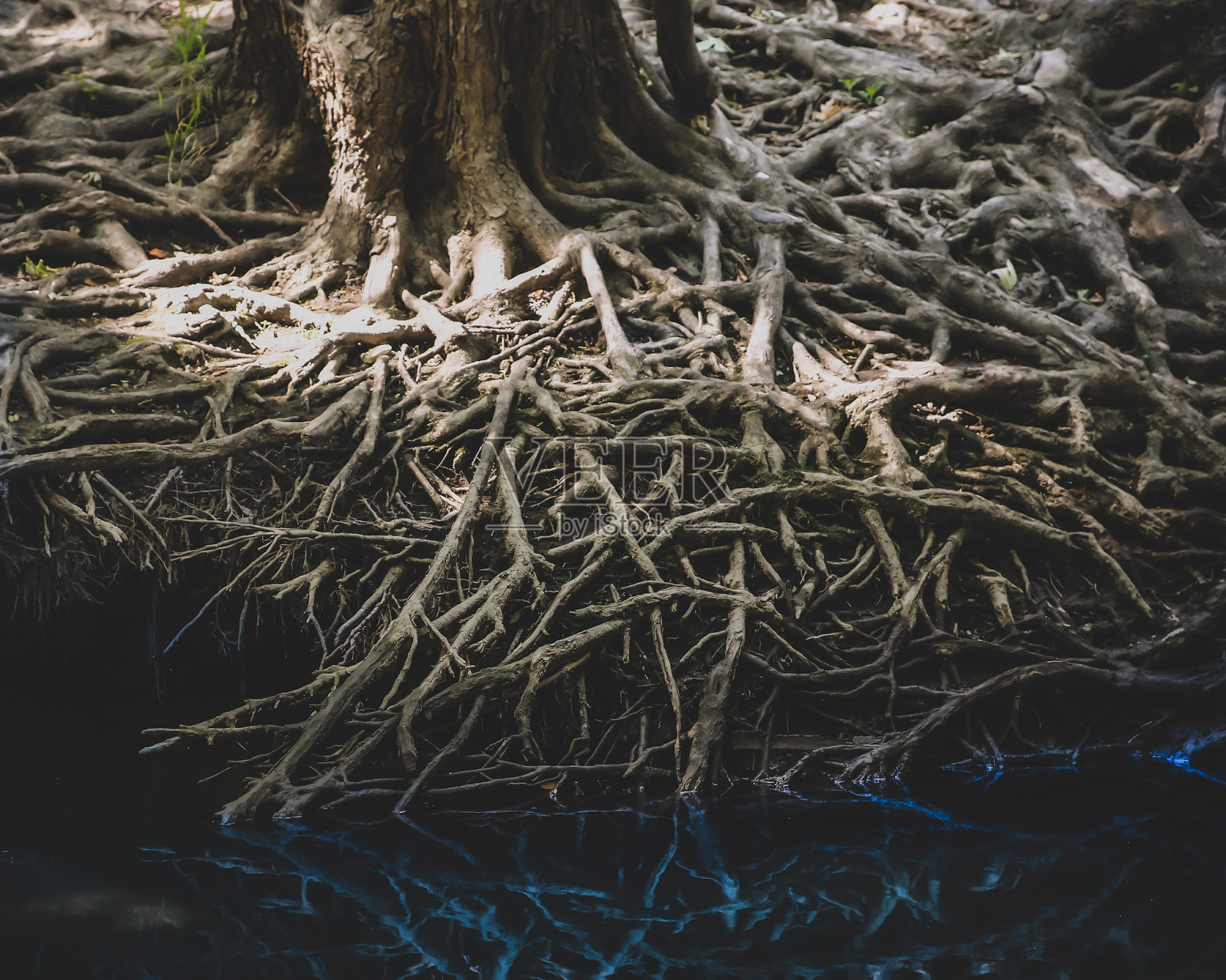 根照片摄影图片