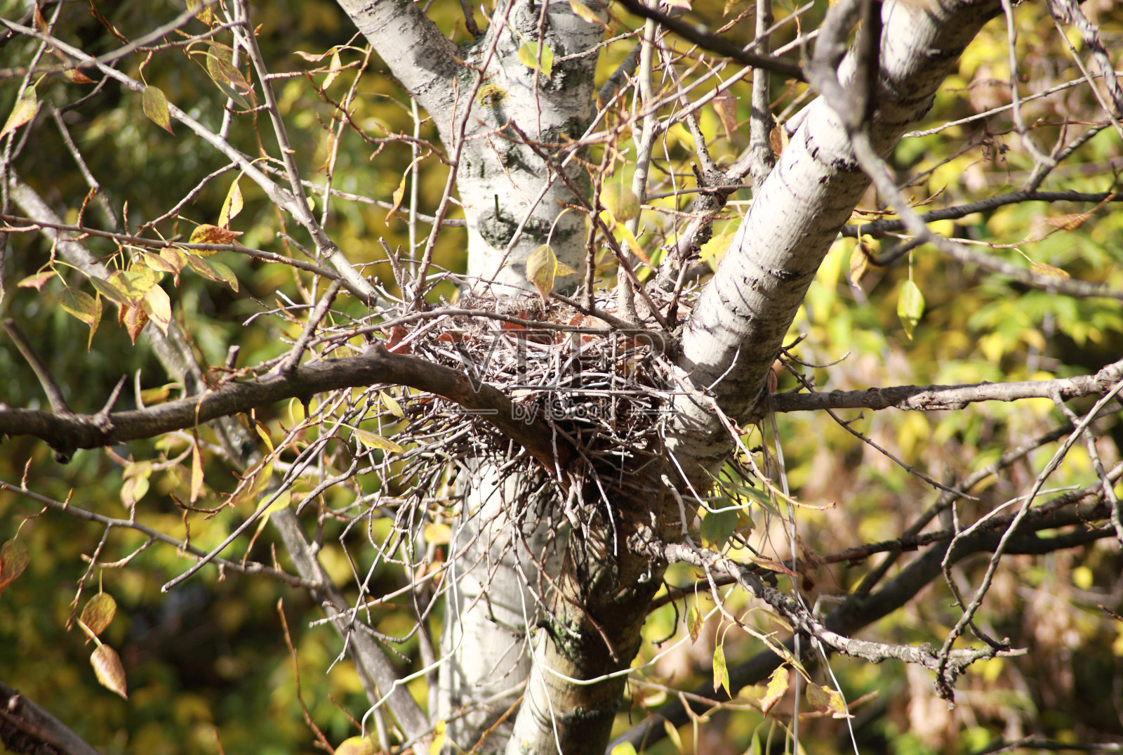 盘旋在树上筑巢照片摄影图片