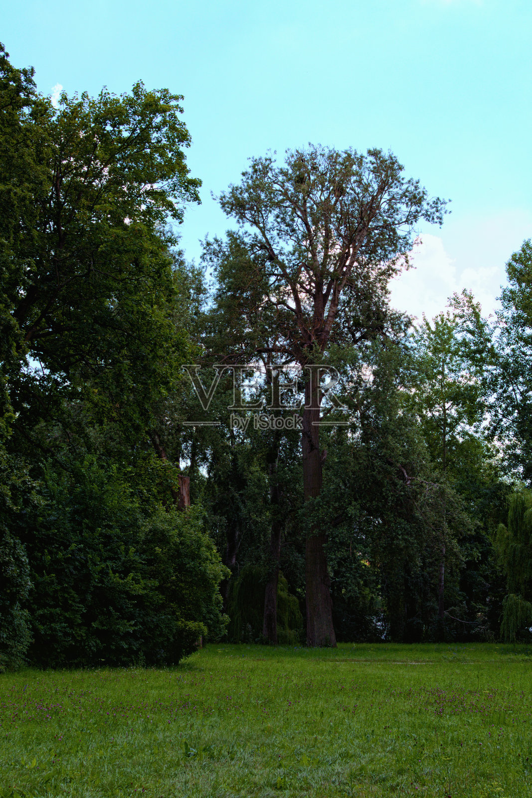风景优美的自然景观，以不同的老树和草和野生盛开的鲜花在前景。景观和自然的概念。乌克兰Bila Tserkva的Oleksandriya植物园照片摄影图片