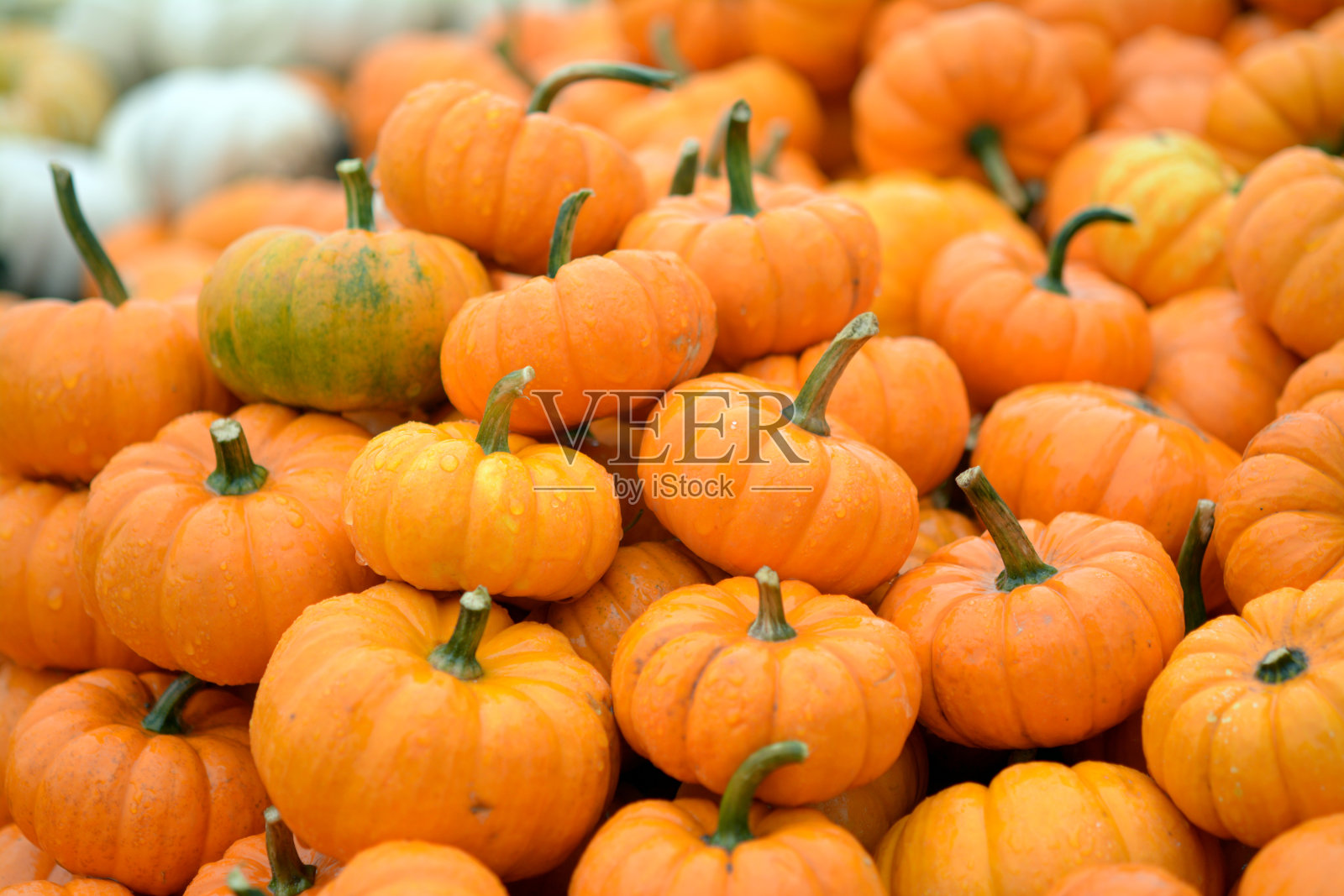 迷你南瓜照片摄影图片