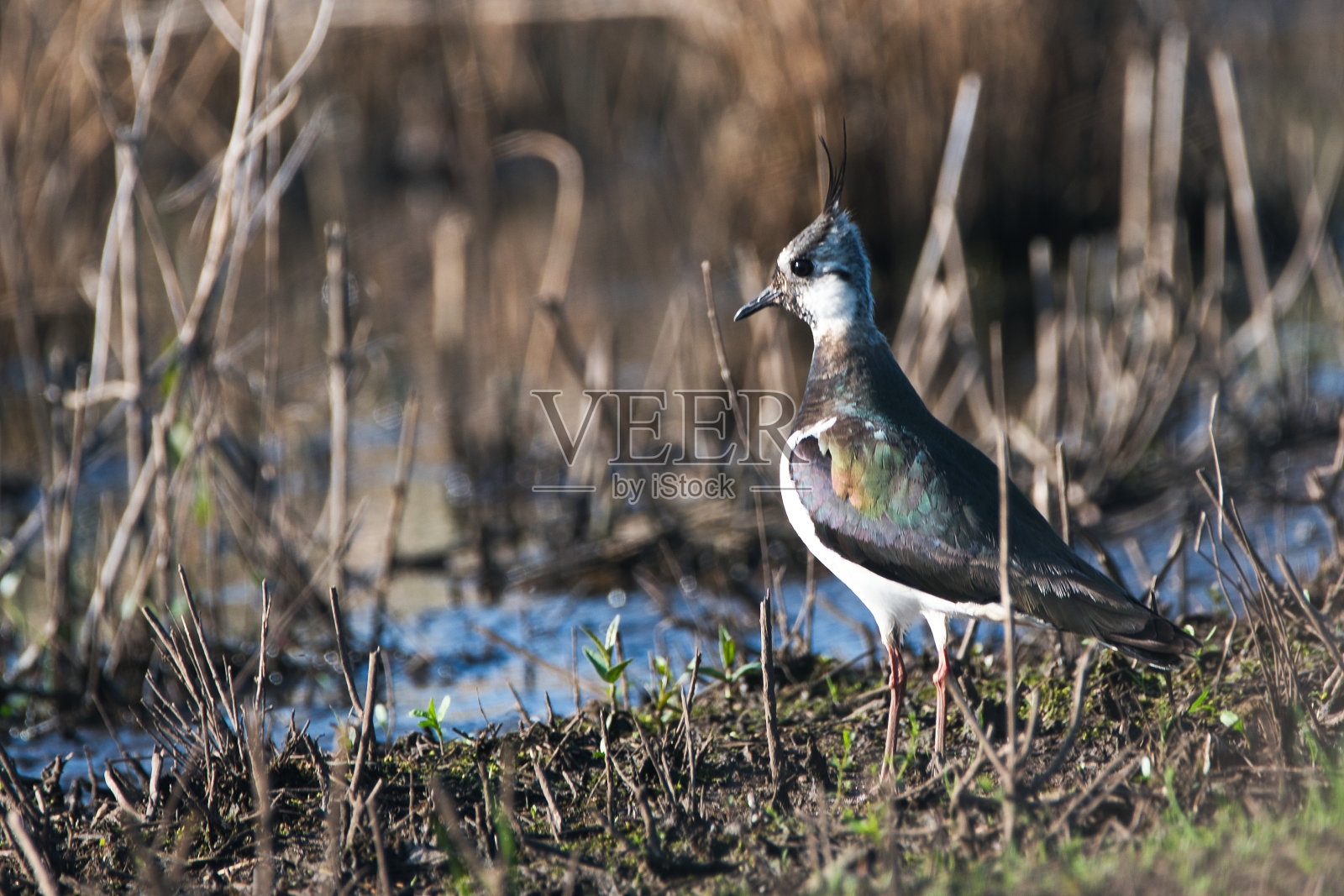 北田凫照片摄影图片
