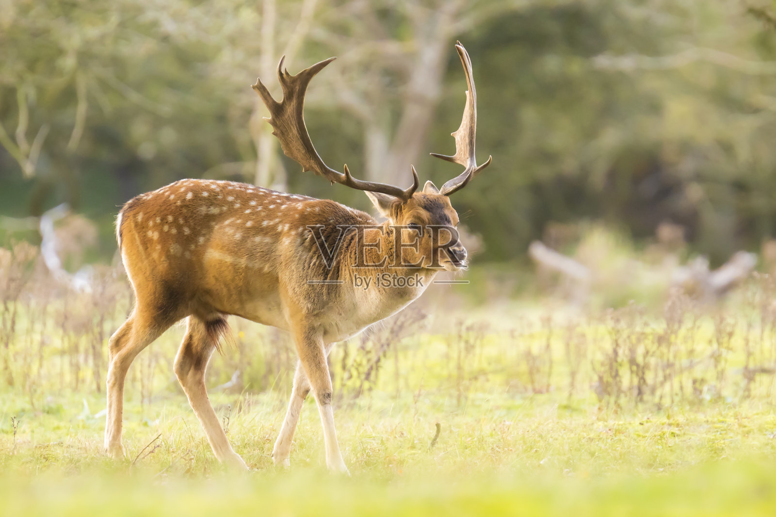 森林里的牡鹿Dama Dama照片摄影图片