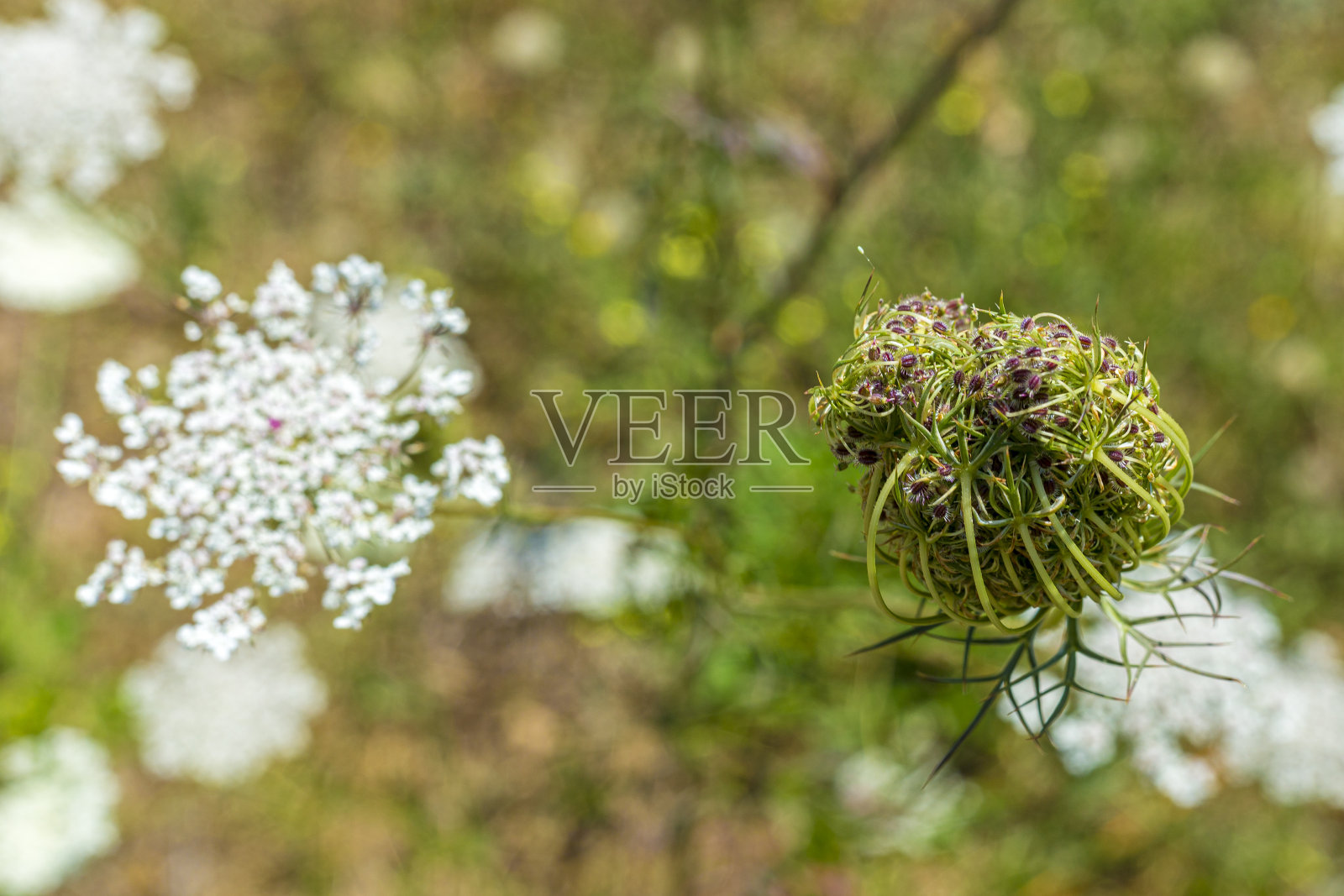 野胡萝卜花照片摄影图片