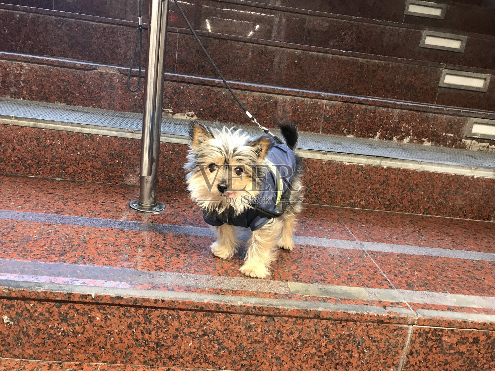 小狗和小猫照片摄影图片