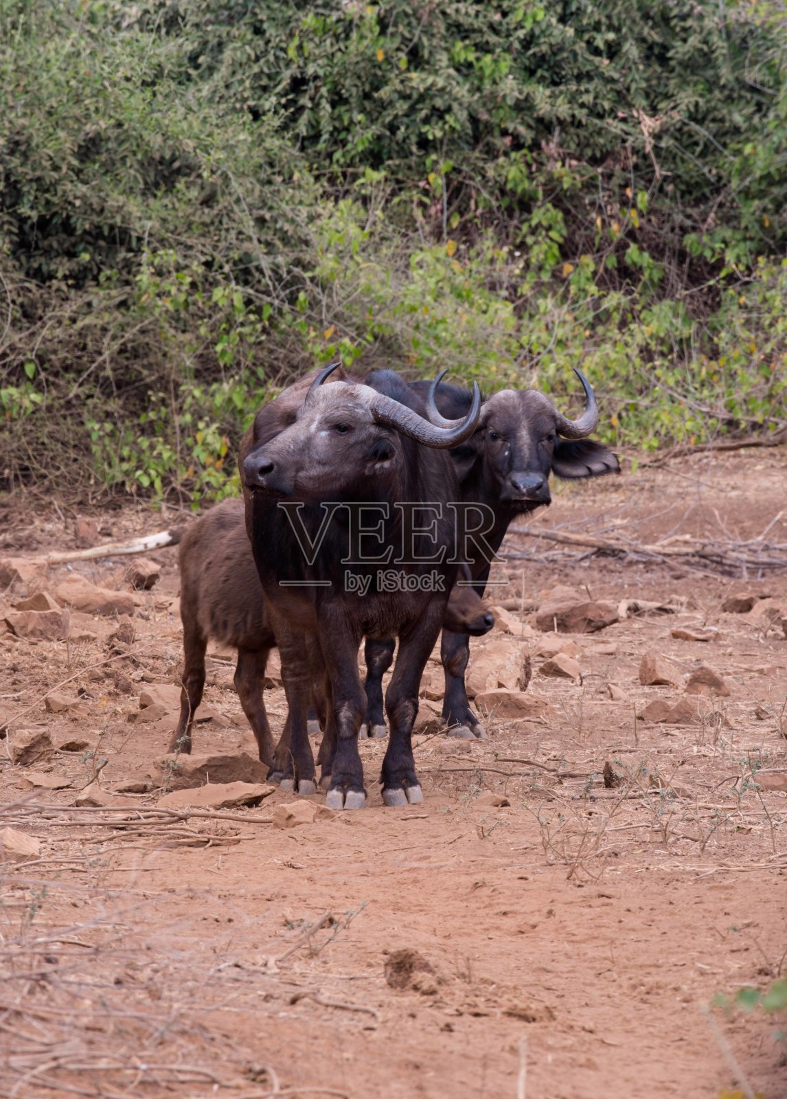 水牛和小牛照片摄影图片