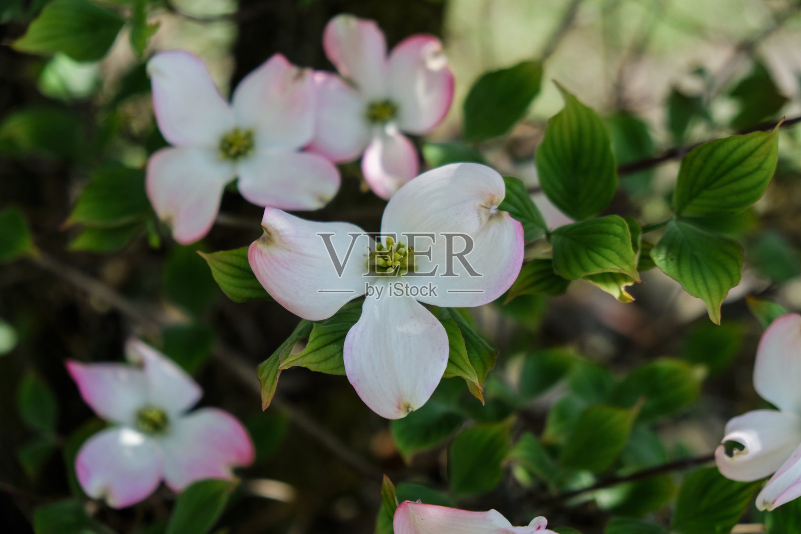 苹果花树照片摄影图片