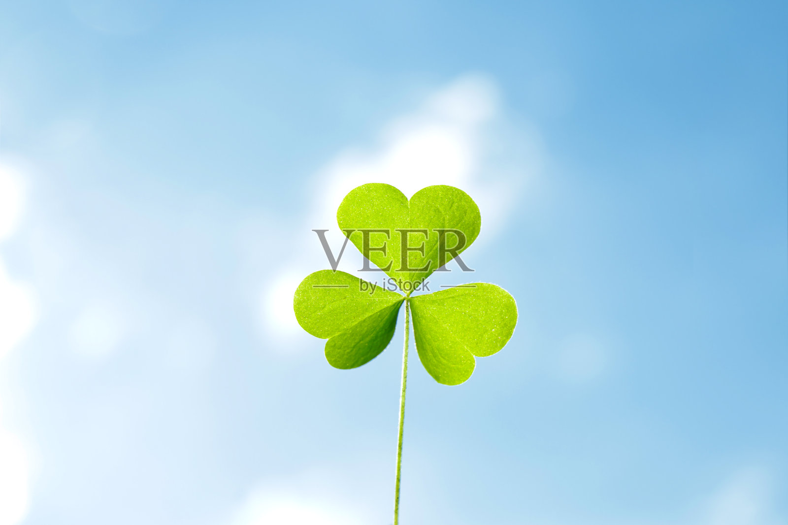 蓝天下的三叶草叶。三叶草象征好运和繁荣，特写照片摄影图片