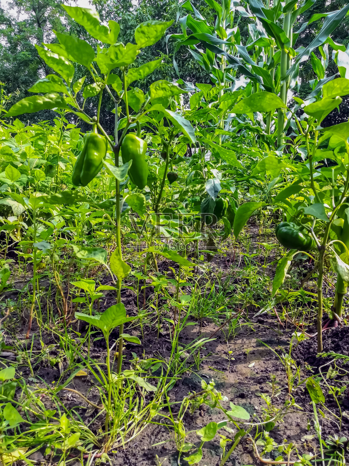 从罗马尼亚内陆种植辣椒的田野视图照片摄影图片