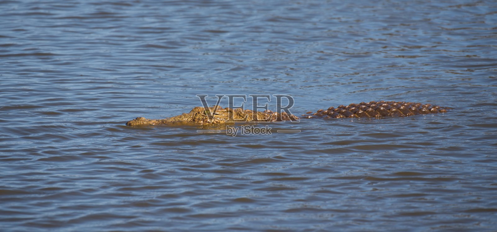 鳄鱼的头和背伸出水面照片摄影图片