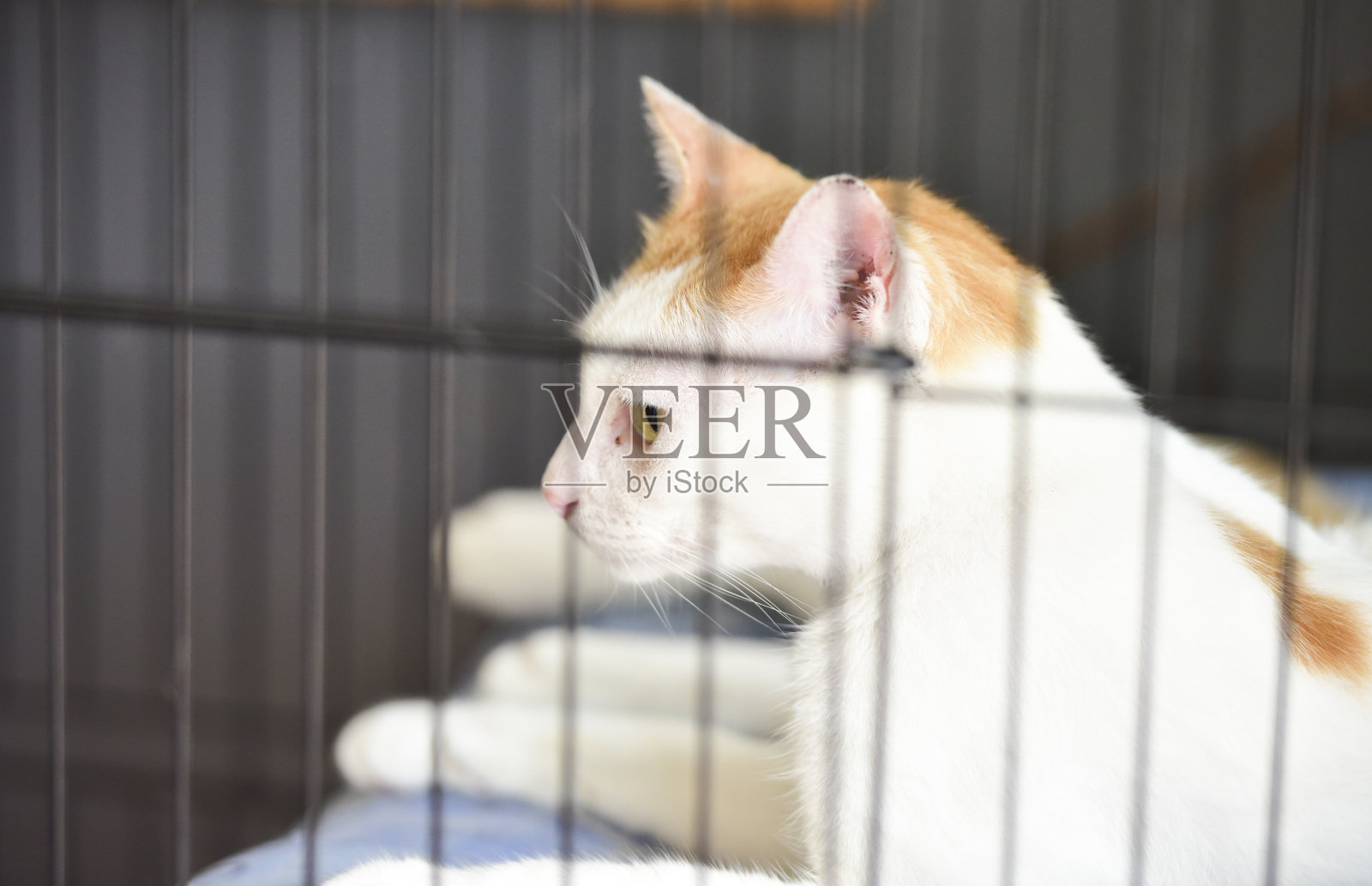 肖像白猫放松在笼子里照片摄影图片