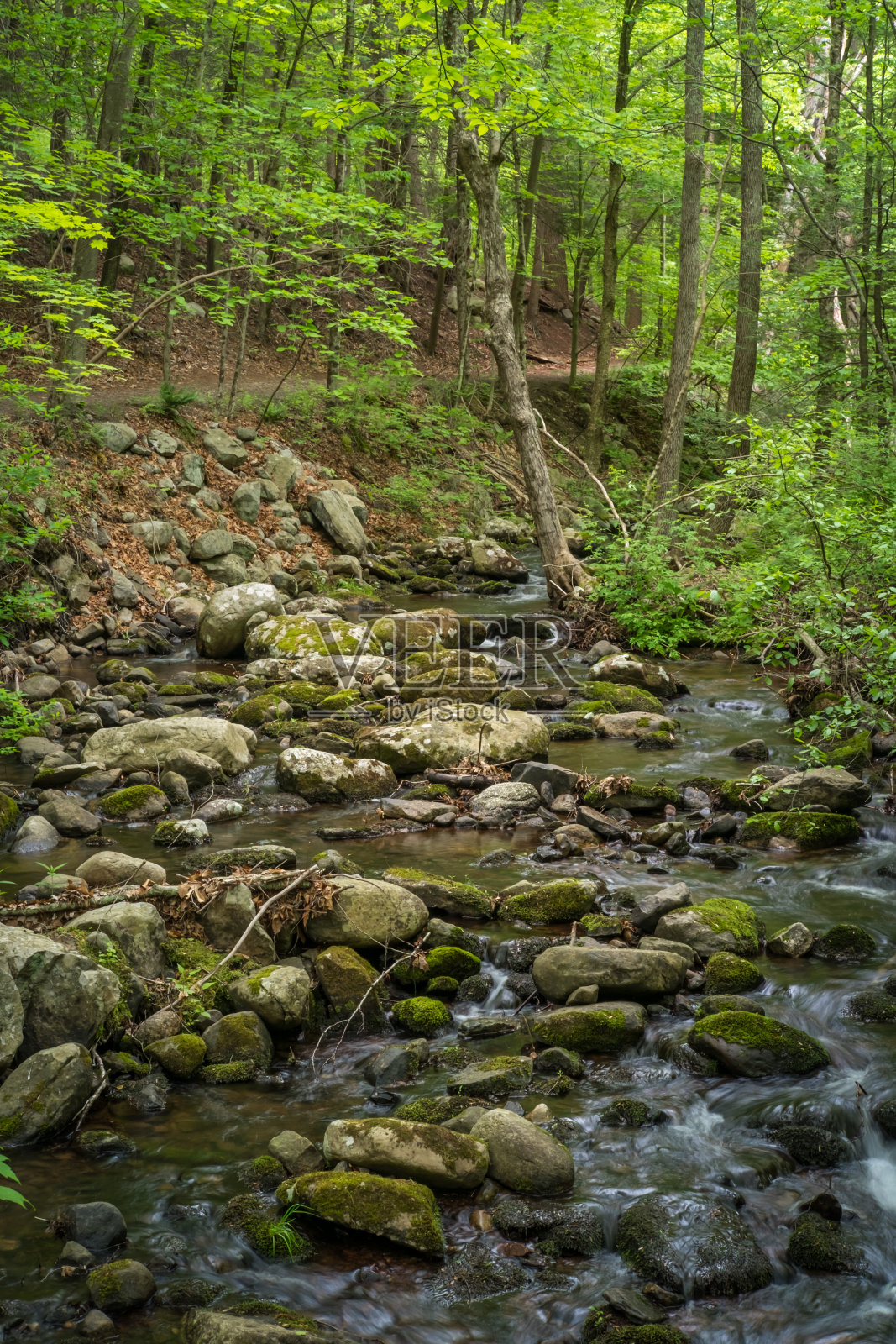 雾森林河照片摄影图片