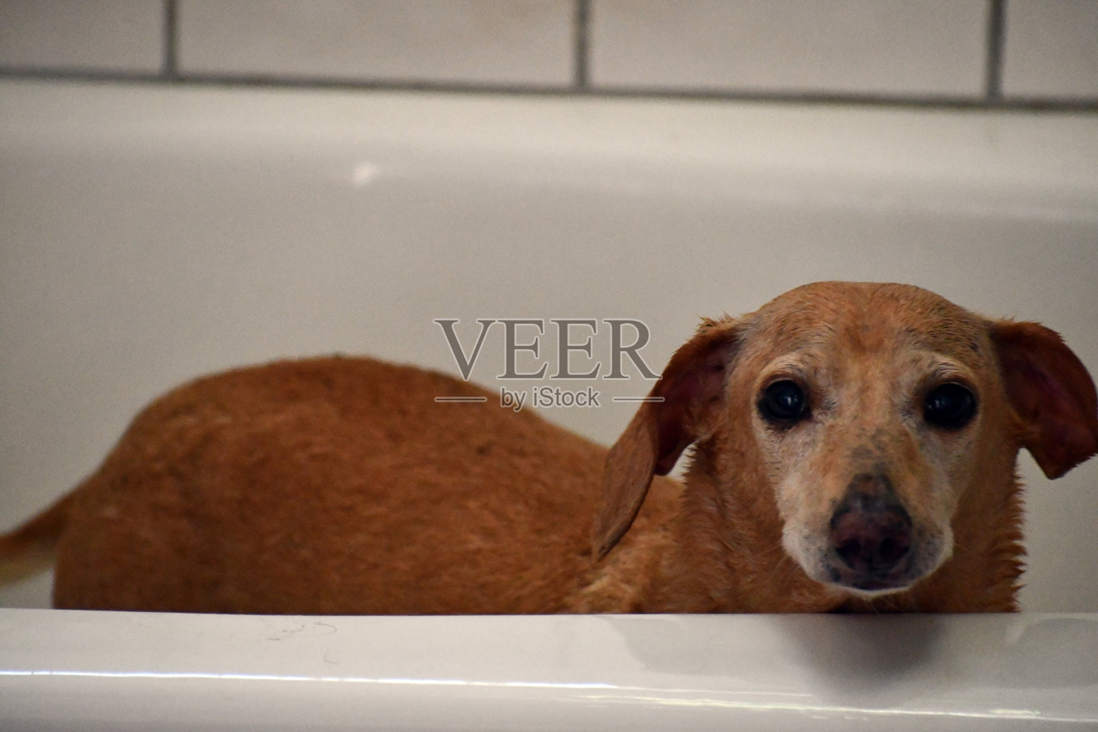 Dashond准备洗澡照片摄影图片