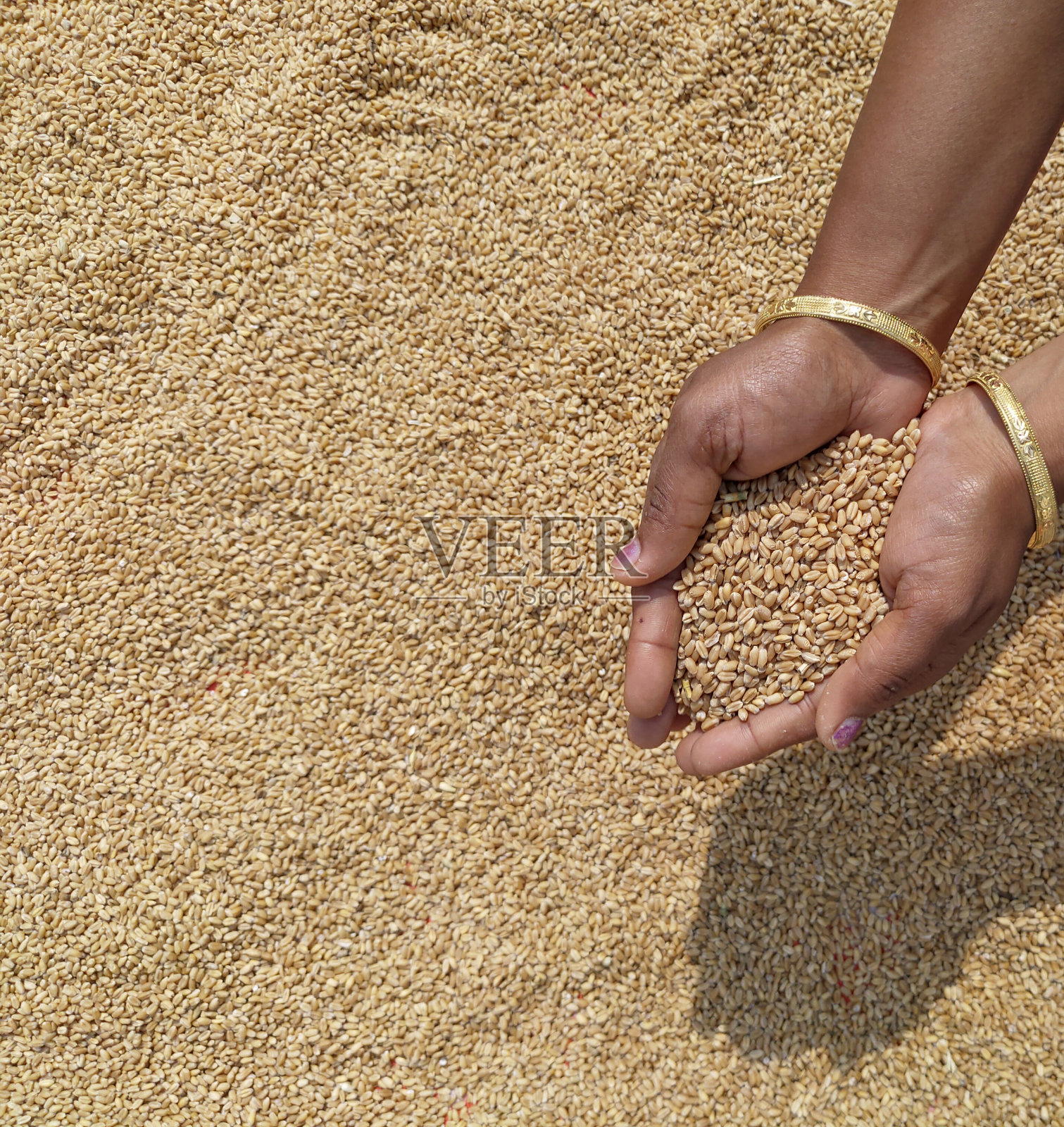 一位女士的手拿着麦粒等待晾干照片摄影图片