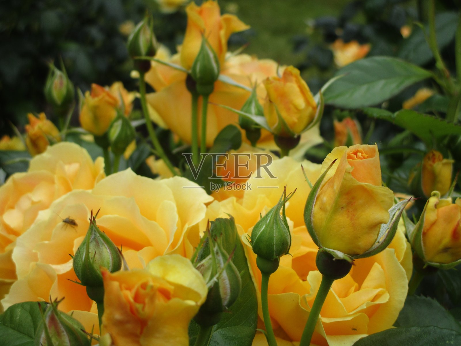 2019年，赤柱公园内的玫瑰绽放照片摄影图片